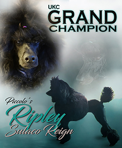 Dog Show Advertisement Design